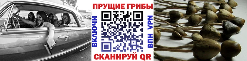 Купить где  Горячий Ключ  Псилоцибиновые грибы мицелий 